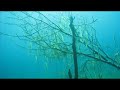 Lyngstølsvatnet Video
