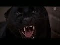 end off \"Cat People\"