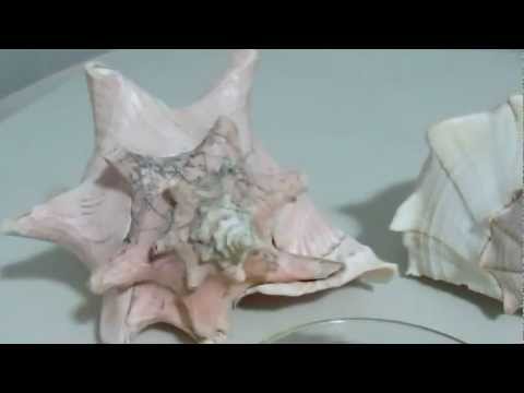 how to whiten seashells
