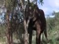 chouha 2010.flv