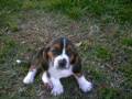 My Lovable Dogs