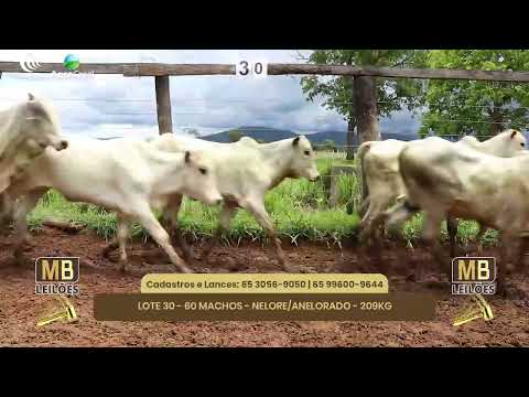 528� LEIL�O VIRTUAL MB LEIL�ES