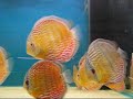 New Curipera discus March 2008