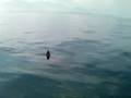 Hammer Head Shark @Suruga-bay