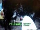 Chacho Ordeñando la vaca en Pihuamo Chacho Ordeñando la vaca en Pihuamo
