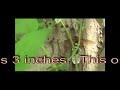 Giant Wasp In Hattiesburg Mississippi and Watchmen Spider Giant Wasp In Hattiesburg Mississippi and Watchmen Spider