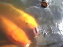 Fish/?