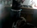 Dog eating bubbles