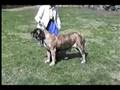 BISS Ch. Old School's Ursa Major - 5 yrs