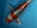 200056 - Hosakai Kujaku 200056 - Hosakai Kujaku