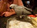 videos de Parrot Eats Brown Rice