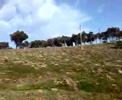 reforestaci-n-cero-de-los-pinos-15208-aldea-moret-.html