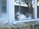 I love my puppy and I'm going to miss him so much when I leave.I know the vid stops abruptly, but I don't have a camera anymore and couldn't finish it.