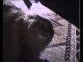 Gato que Fala Não-Não-Não-Não-Não