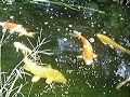 Gary Jacobs koi pond August 2007