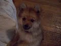 Funny Pomeranians
