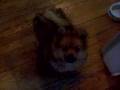 Pomeranian video