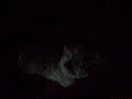 Conan