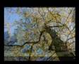 Clip Rondo Veneziano Notte Amalfitana