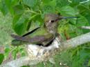 Humming bird nest April 5 2007 Humming bird nest April 5 2007