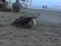 ca�a a pomba 2 Bruno Perna big e Andre Perna Descalcado