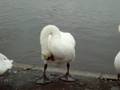 Hide Park, Swans