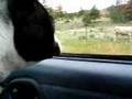 Boston Terrier video