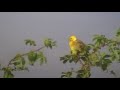 The Yellowhammer (Emberiza citrinella) The Yellowhammer (Emberiza citrinella)