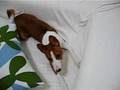 Basenji