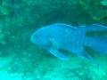 Southern Blue Devil