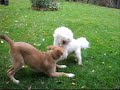 Max & Romeo