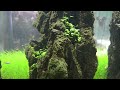 【ADA view 42】 NAギャラリー水槽の経時変化　"7-3"