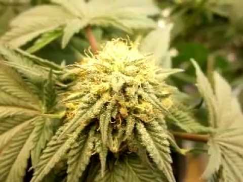 how to grow purple mr nice guy