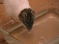 Medora taking a bath