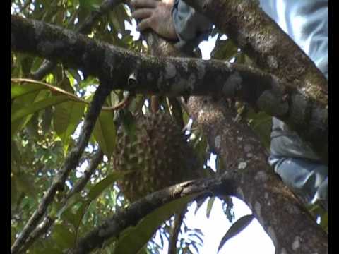 how to harvest durian