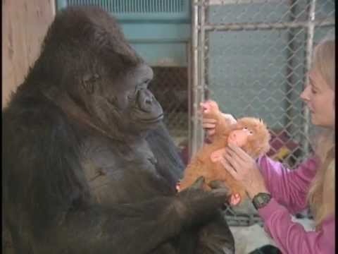 Koko's Quest for a Baby
