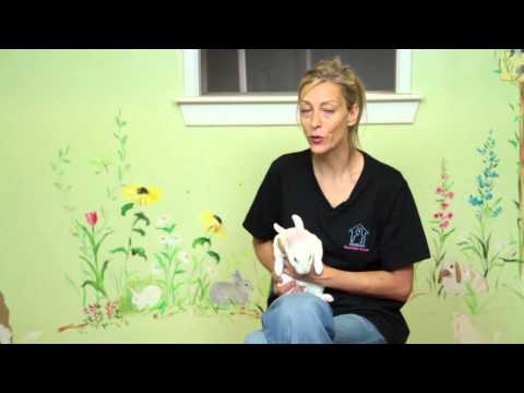 how to take care if a bunny