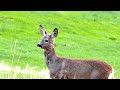 Click here to watch this video Capriola che compare fugace, eppoi sparisce.......
