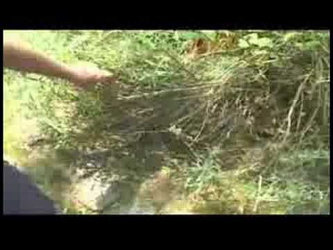 how to trim lavender