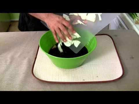 how to dissolve onions