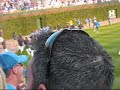 Cubs Celebration