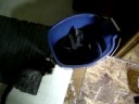 Kittens in the mop bucket