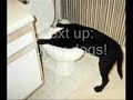 Funny Animals