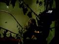 Pygmy marmoset eating