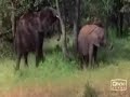 Alamak videos- drunken animals