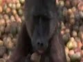 Alamak videos- drunken animals
