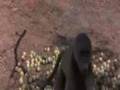 Alamak videos- drunken animals