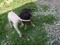 Köpek Kavgası