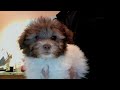 Zeus_Chocolate Male_$800.00