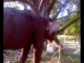 videos de Naughty elephant Arjuna